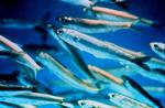 Temporal changes in mesoscale aggregations and spatial distributionscenarios of the Peruvian anchovy (Engraulis ringens)